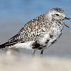Black-bellied Plover